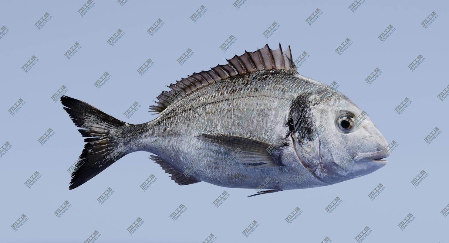 images/goods_img/2021040235/Gilthead Bream (Rigged) 3D model/3.jpg